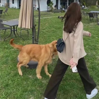 狐尾小精灵